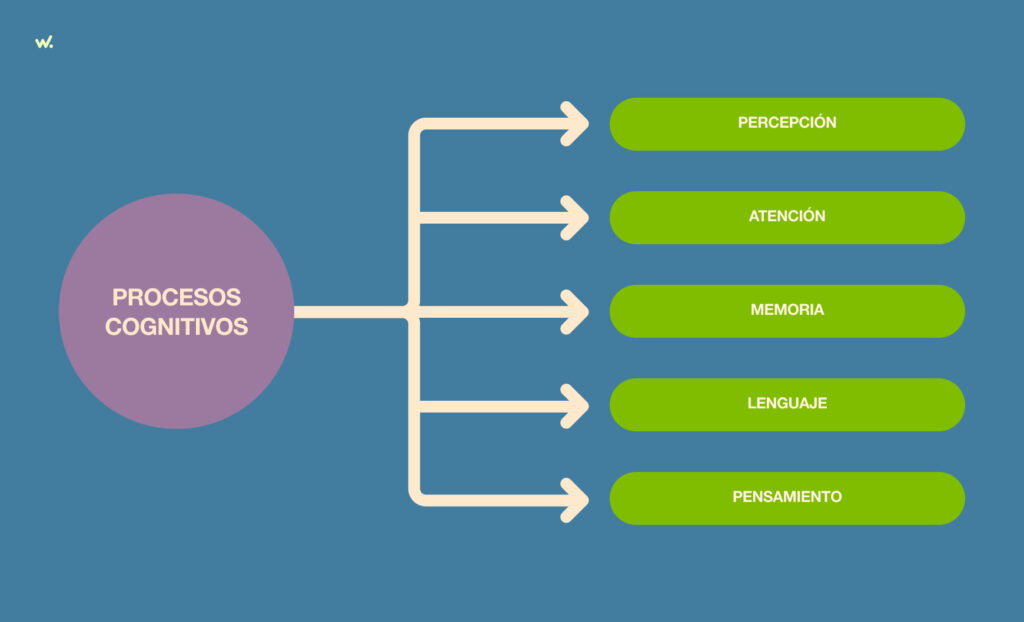 Los procesos cognitivos son la percepción, la atención, la memoria, el lenguaje y el pensamiento.